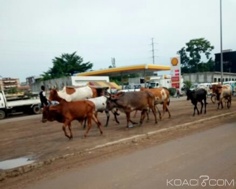 Côte d'Ivoire: Le lycée Moderne de Kani envahit par des troupeaux d'animaux