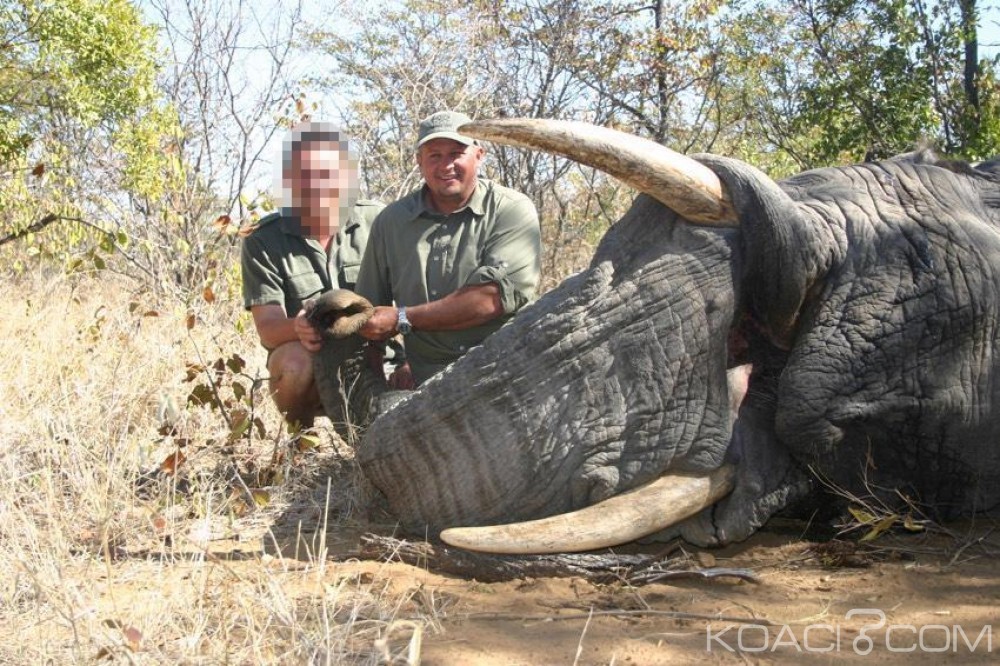 Zimbabwe:  Un chasseur sud- africain meurt écrasé par une éléphante lors d'un safari
