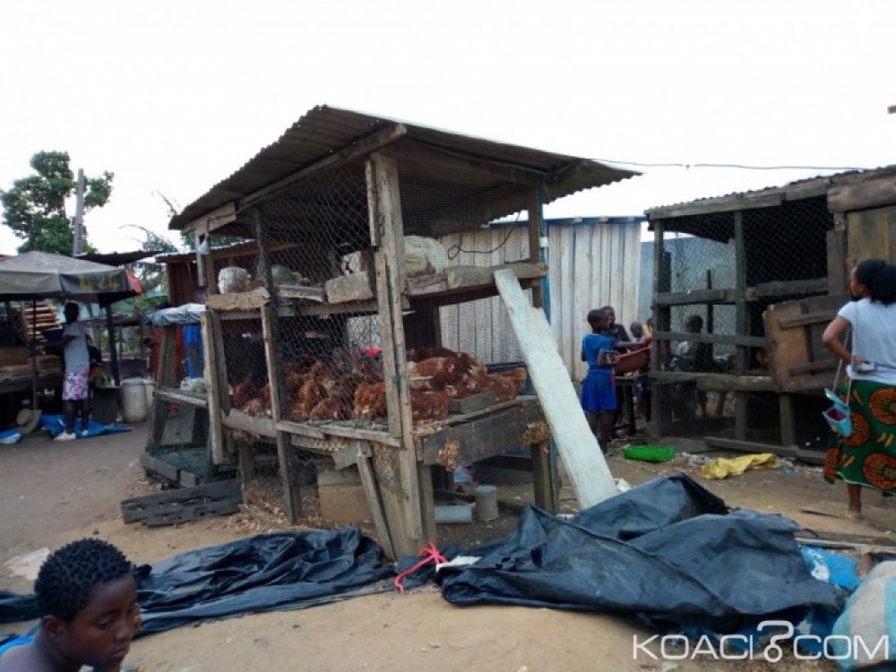 Côte d'Ivoire: Grippe aviaire, «42 foyers détectés d'avril 2015 à  ce jour», selon le ministre Kobenan Kouassi Adjoumani