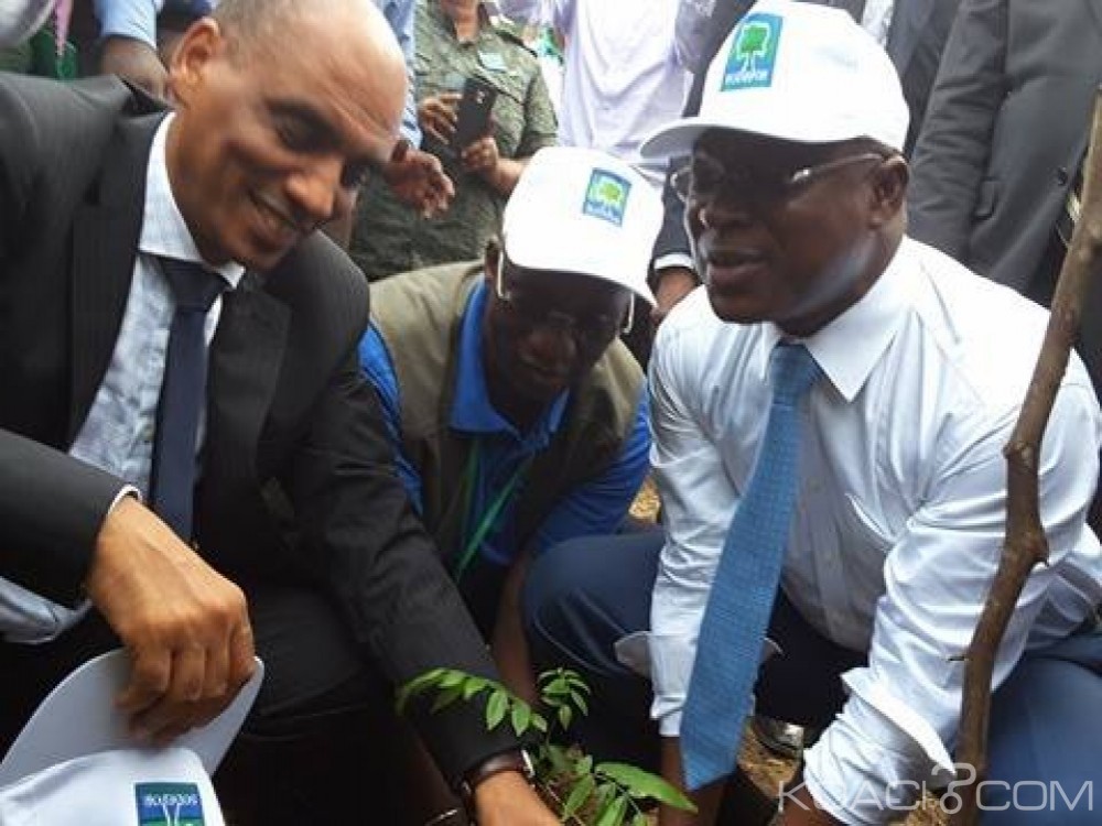 Côte d'Ivoire: Déforestation, le pays dans le peloton de tête en Afrique avec un taux oscillant entre 5 et 10%