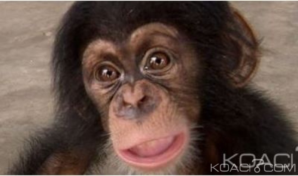 Côte d ‘Ivoire: Criminalité faunique, deux individus pris en possession d'un bébé chimpanzé et de perroquets condamnés