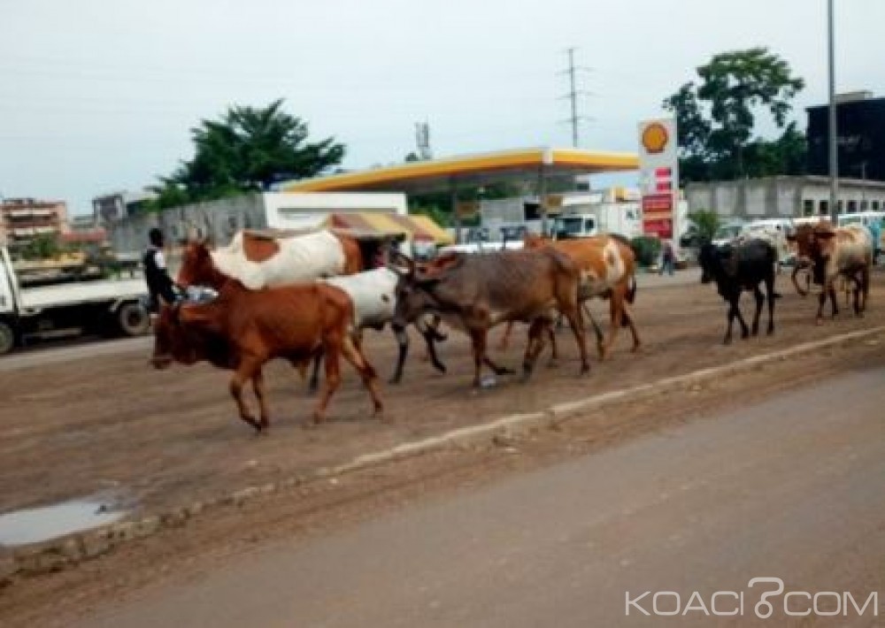 Côte d'Ivoire: Odienné, le conflit sur le parc à  bétail trouve enfin une issue