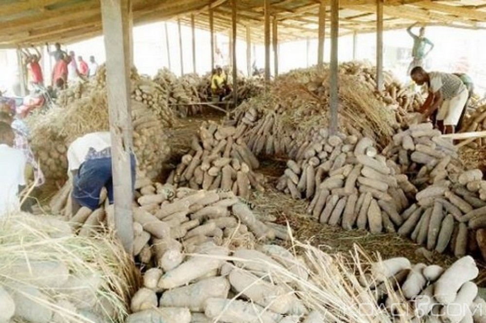 Nigeria: Des ignames certifiées à  exporter aux États-Unis et au Royaume-Uni