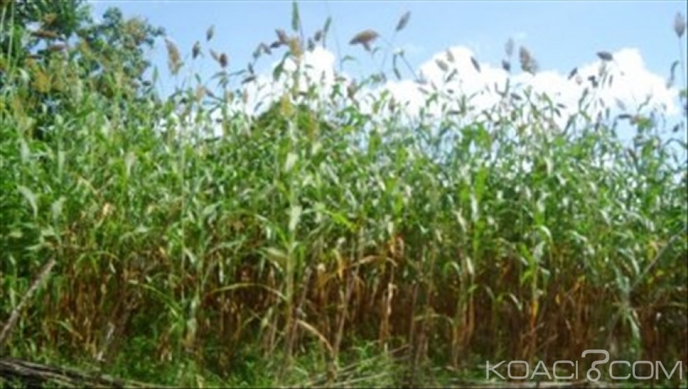 Burkina Faso: Un homme drogue un jeune garçon puis le viole
