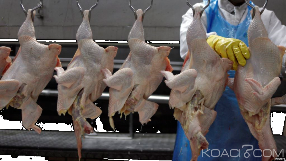 Namibie: Grippe aviaire, l'importation de volailles sud-africaines interdite
