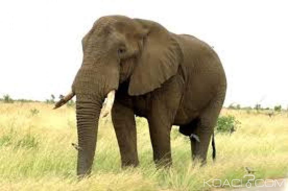 Côte d'Ivoire: Grand Lahou, un éléphant solitaire perturbe la quiétude des populations