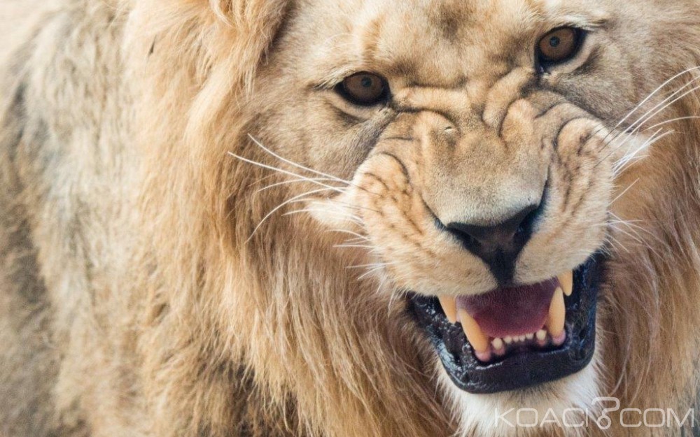 Afrique du Sud: Quatre lions  s'évadent du parc national Kruger
