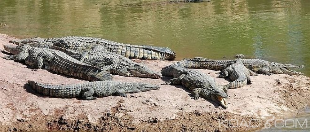 Côte d'Ivoire: Sécurité des riverains de la lagune Ebrié, bientôt les crocodiles débarrassés du paysage lagunaire
