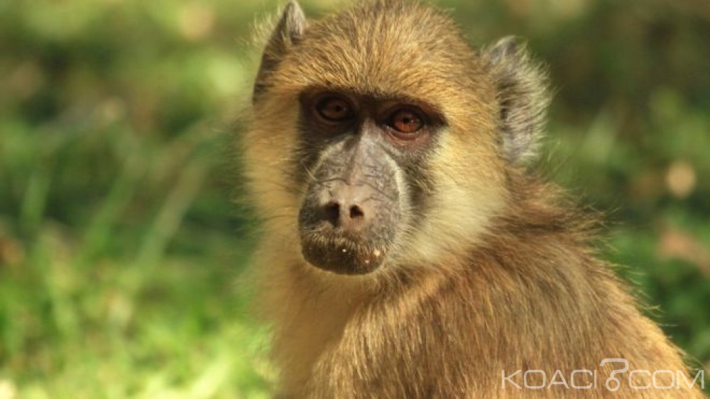 Zambie: Un babouin prive des milliers de zambiens de courant