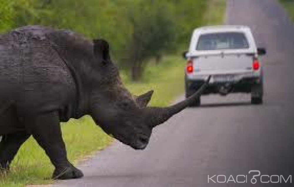 Afrique du Sud: Une femme de 24 ans interpellée  avec 11 cornes de rhinocéros à  l'aéroport