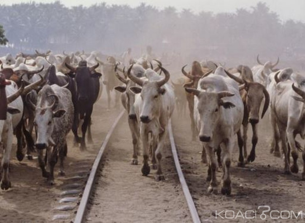 Côte d'Ivoire: Un village du nord en ébullition à  cause d'une affaire de vol de bœufs qui implique le tribunal