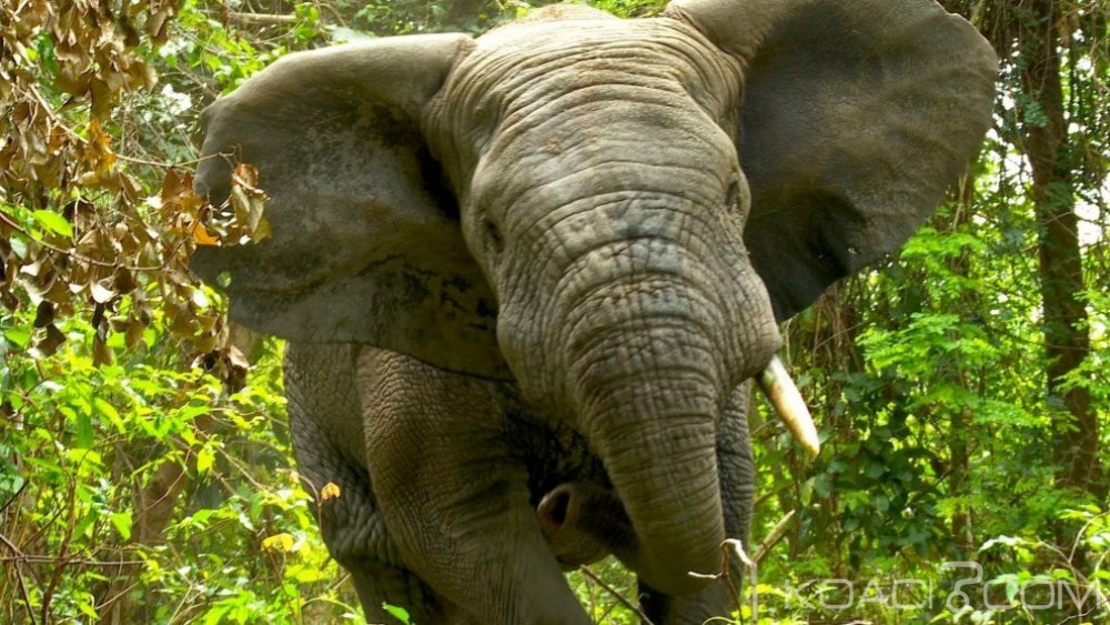 Côte d'Ivoire: Guiglo, un éléphant solitaire trouble le sommeil des populations depuis le début de l'année