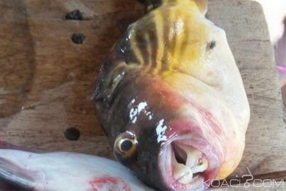 Ghana: Un étrange poisson consommé fait quatre morts à  Alavanyo