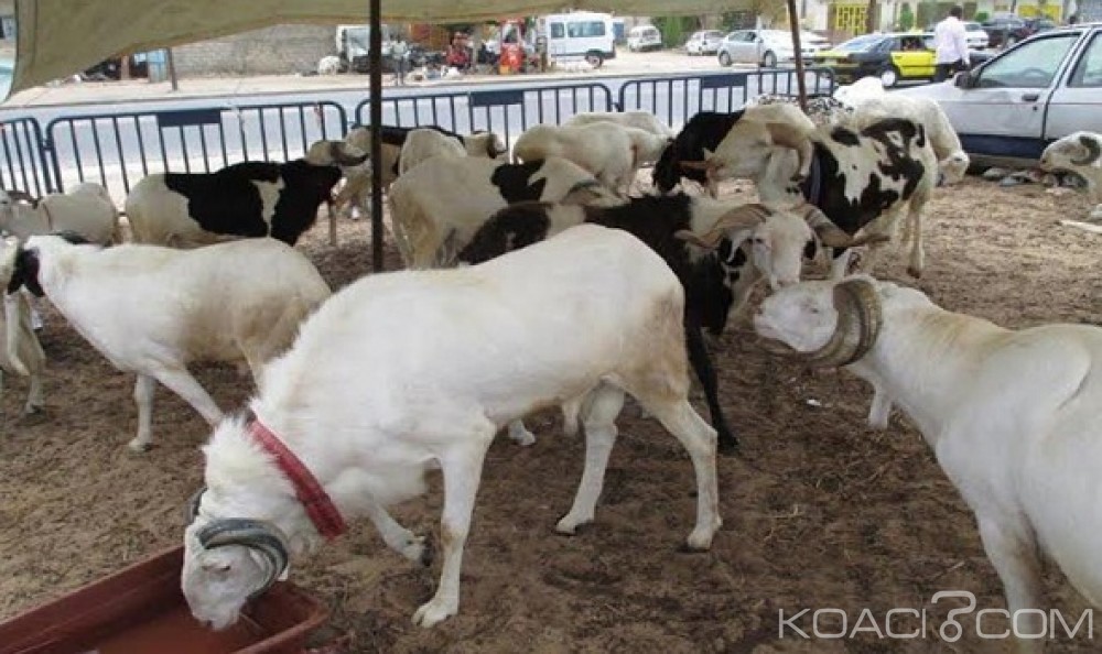 Côte d'Ivoire: Religion, la fête de la Tabaski ou l'Aid El Kebir célébrée le 1er septembre prochain