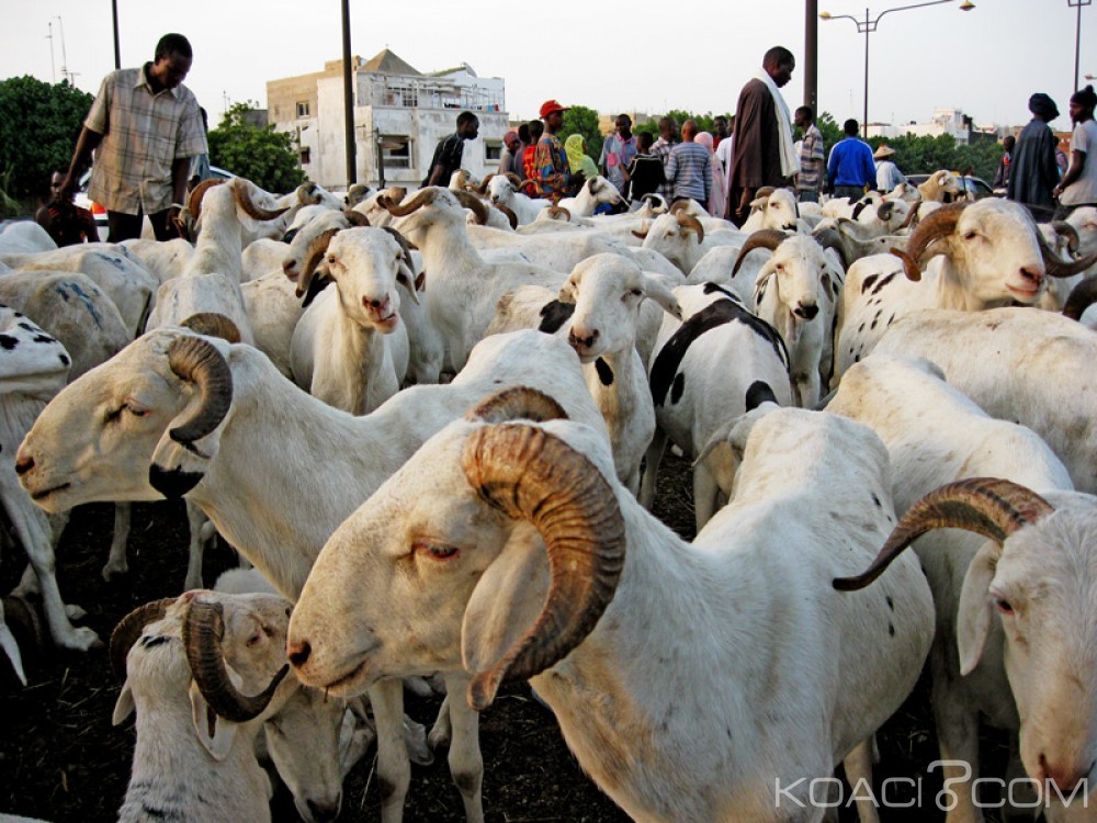 Côte d'Ivoire: Fête de la Tabaski, les faux frais sur le convoyage des bétails  supprimés