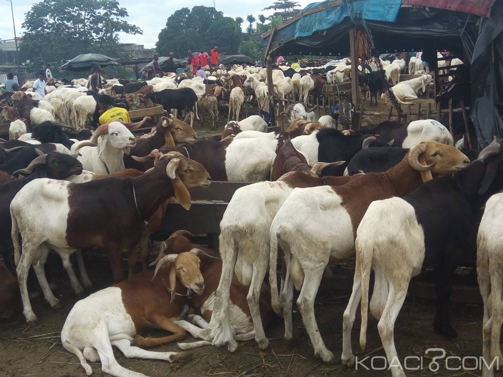 Côte d'Ivoire: Célébration de la Tabaski, malgré les prix abordables, les moutons attendent acheteurs