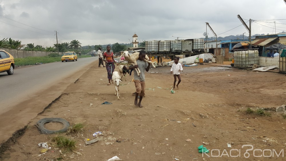 Côte d'Ivoire: À quelques jours de l'Aid el Kébir, c'est la course au mouton