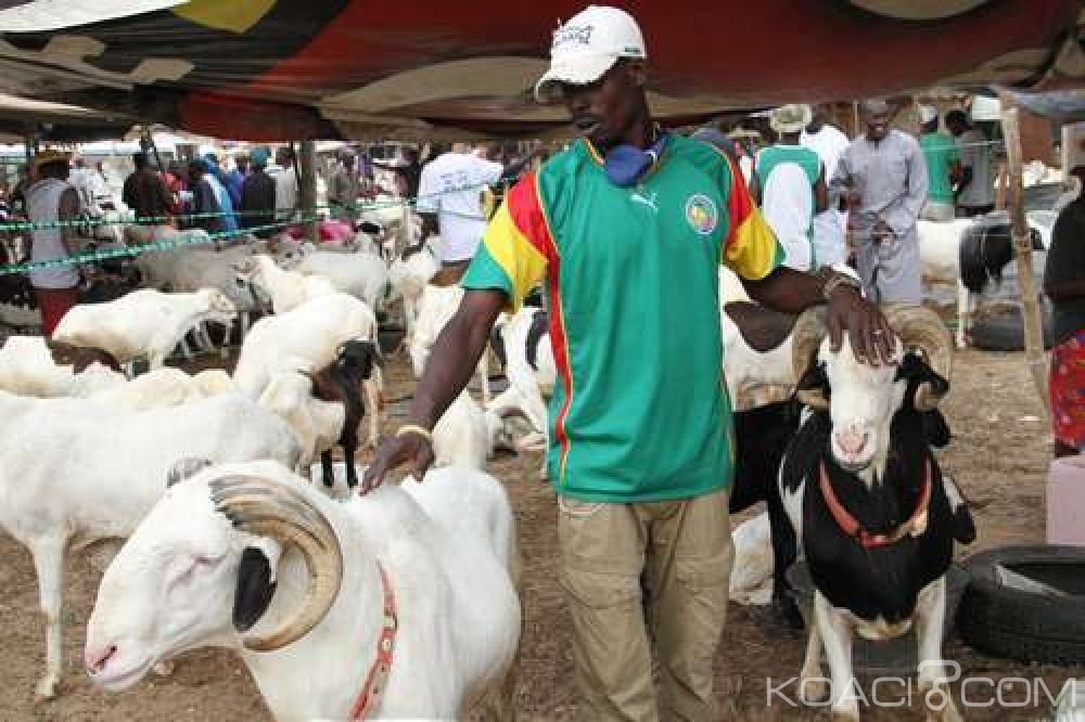 Sénégal:   Une minorité célèbre la fête la Tabaski ce vendredi, les autres musulmans samedi