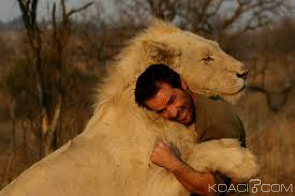 Afrique du Sud: Cinq lions en cavale près de Fochville