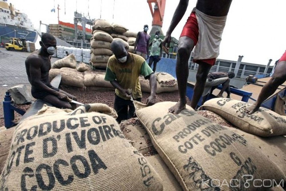 Côte d'Ivoire: Une partie du Cacao proviendrait des exploitations illégales et consommée dans le monde