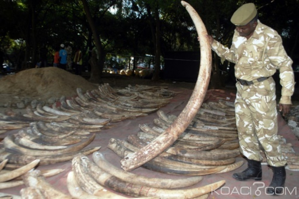 Tanzanie: Neuf personnes dont deux policiers condamnées pour possession illégale d'ivoire