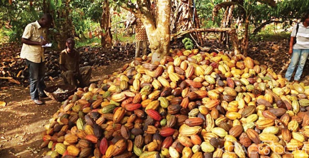 Côte d'Ivoire: Grincements de dents après l'annonce du nouveau prix d'achat du cacao, une marche de protestation annoncée mercredi à  l'est du pays
