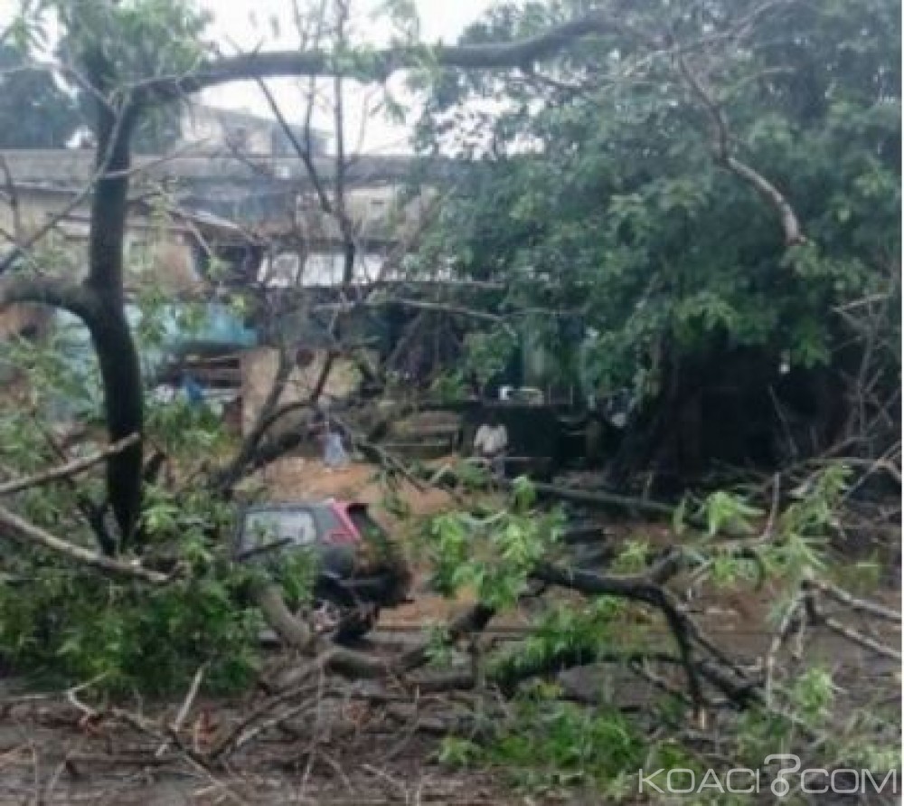 Côte d'Ivoire: Saison pluvieuse, un gros arbre tombé sur la chaussée a bloqué la circulation sur la voie caréna, ce matin