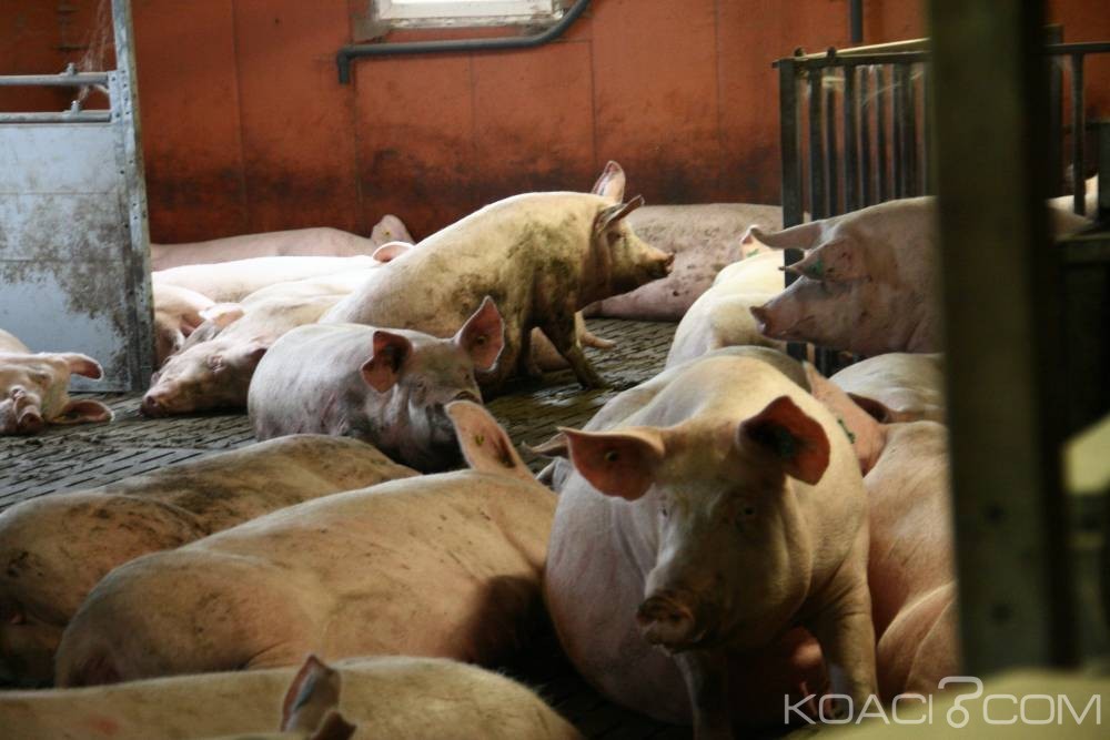 Côte d'Ivoire: La consommation et la commercialisation de porcs interdites suite à  la découverte du virus de la peste porcine dans le nord du pays