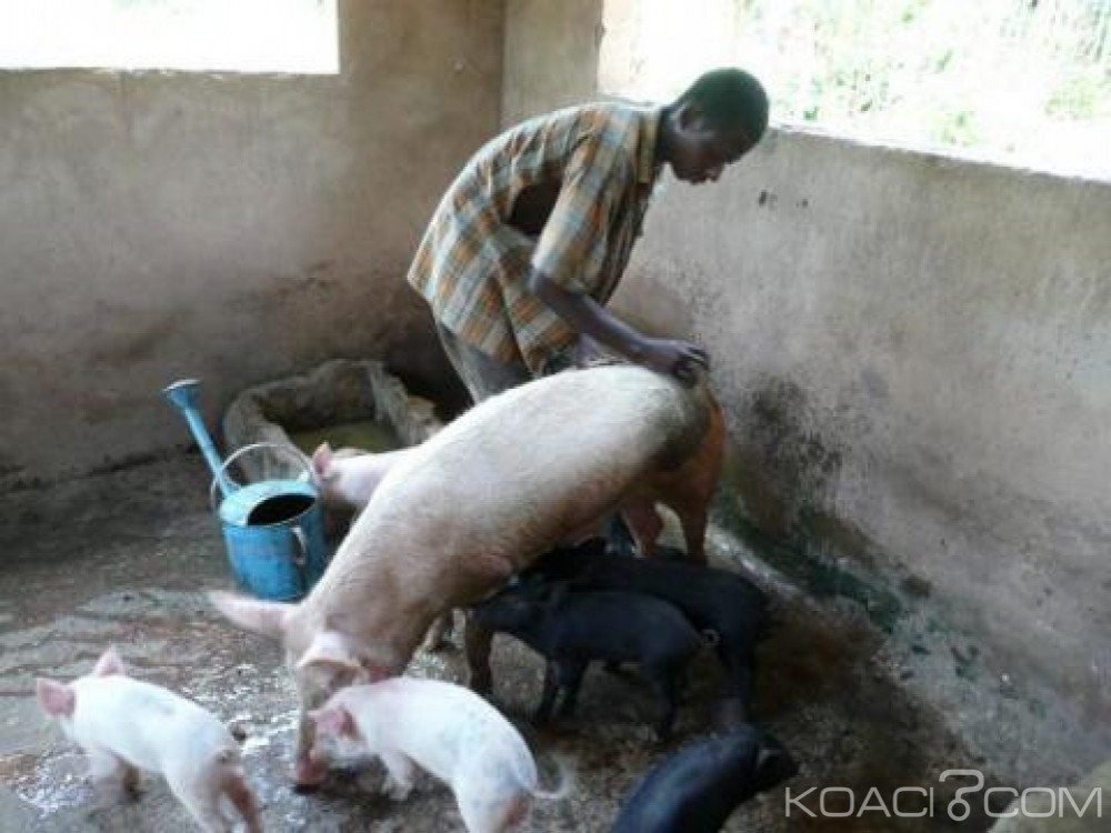 Côte d'Ivoire: Le ministère des Ressources animales et halieutique précise que la viande de porc est interdite seulement dans le département de Ferké