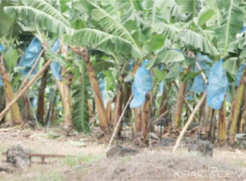 Cameroun: Libre circulation dans l'espace gabonais,  une opportunité pour les agriculteurs camerounais