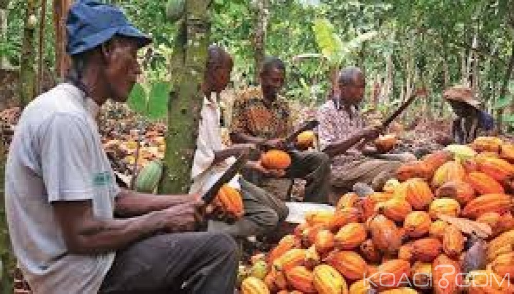 Côte d'Ivoire: Des  producteurs de l'est et l'ouest annoncent une marche vendredi et révèlent des intimidations de la part des autorités