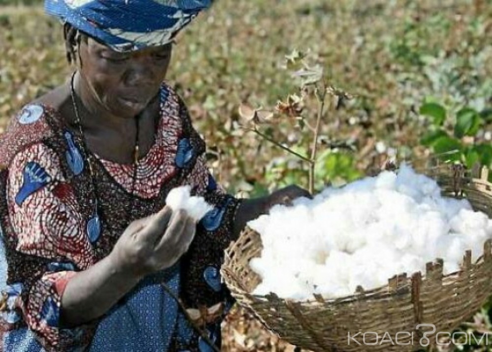 Côte d'Ivoire: Le prix du kilo de coton fixé à  265 FCFA et la mise du Fonds de soutien et de lissage annoncée pour bientôt