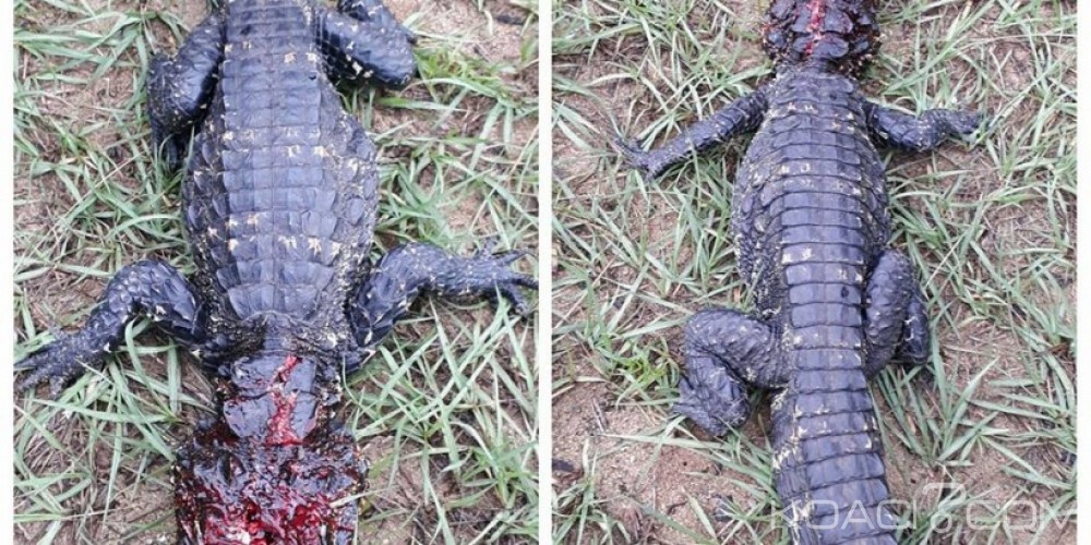 Côte d'Ivoire: Jacqueville, un crocodile crée la panique dans une école primaire