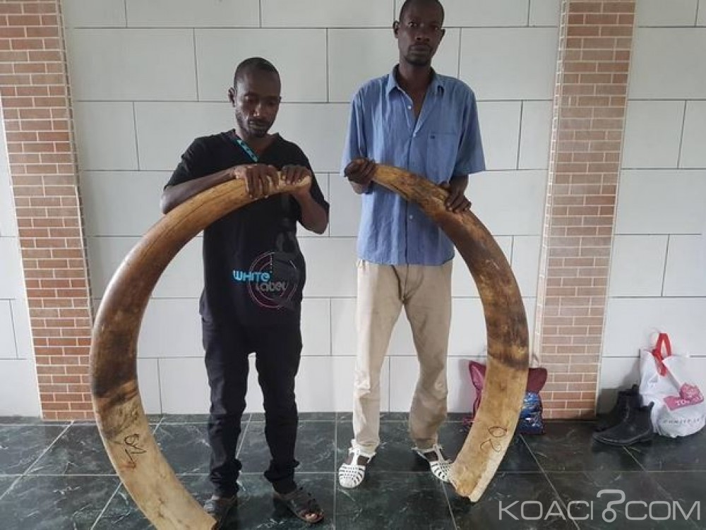 Côte d'Ivoire: Trafic d'espèces protégées, un grand réseau de trafiquants d'ivoires démantelé