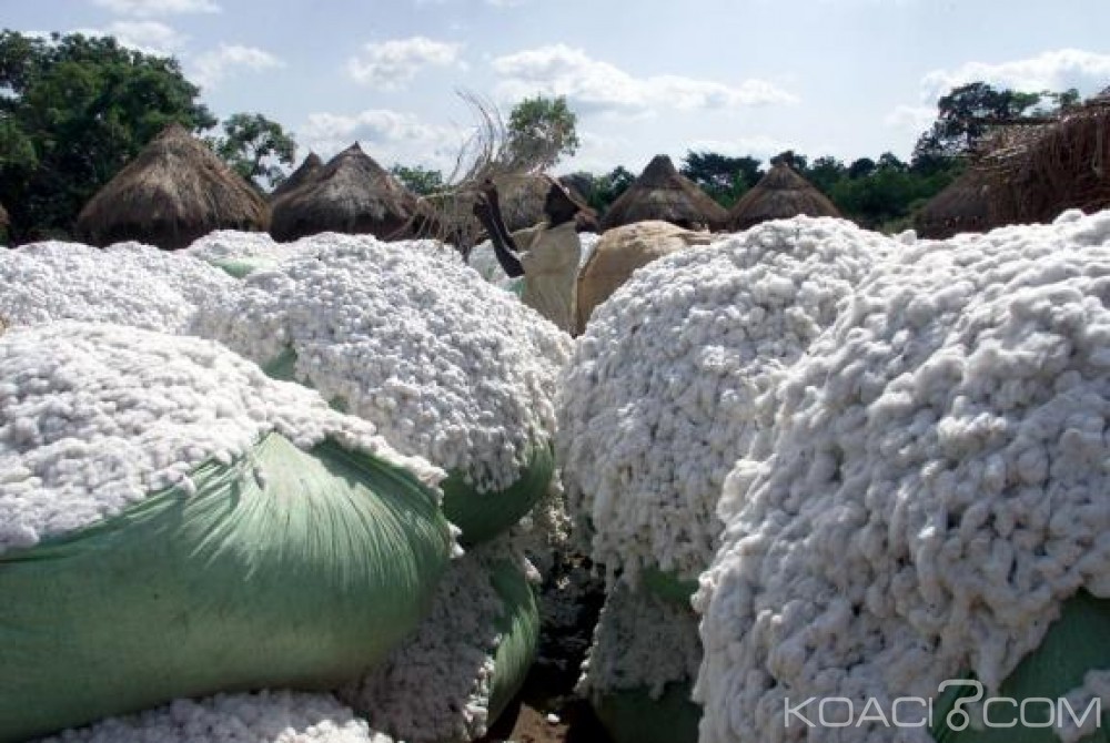 Burkina Faso: Baisse de 13% de la production cotonnière