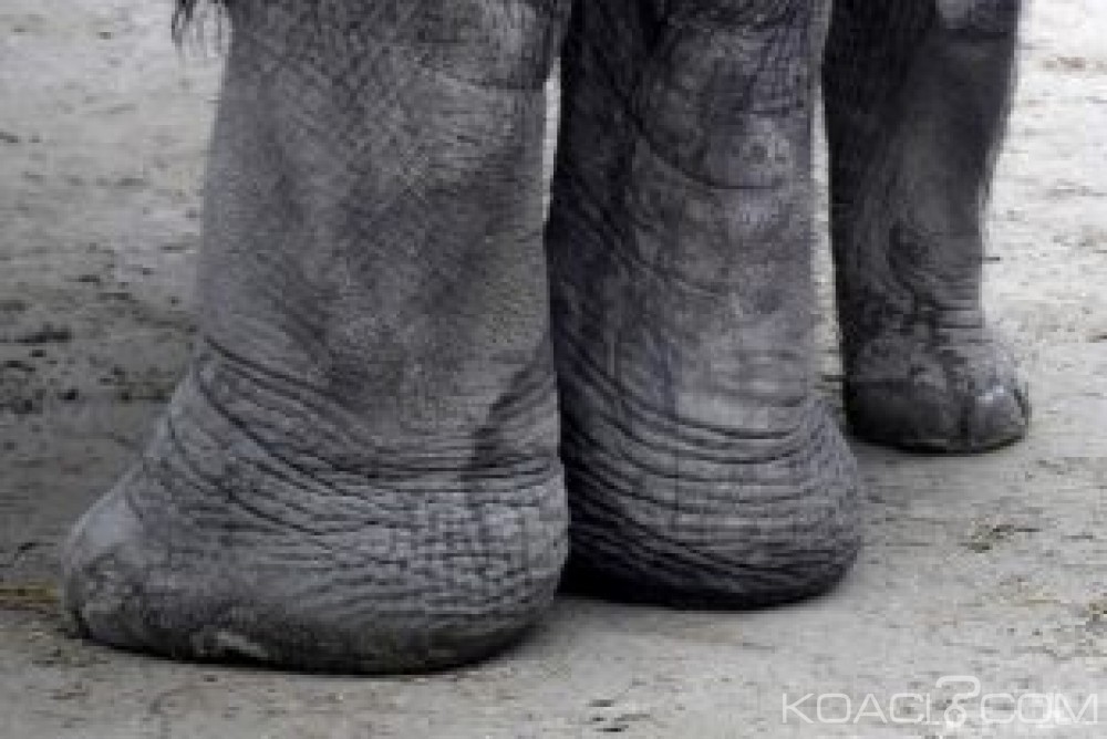 Zambie:  Pour une photo, deux touristes se font piétiner à  mort par un éléphant