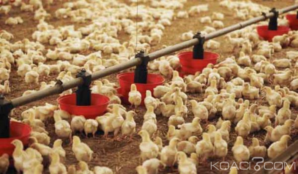 Côte d'Ivoire: L'Etat lance un projet d'insertion de 3300 jeunes dans le secteur avicole