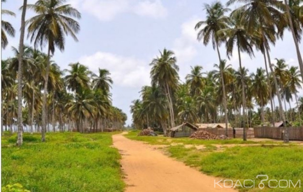 Côte d'Ivoire: Nouveau coup dur pour la préservation des terres agricoles, un terrain de plus de 6 hectares déclaré d'utilité publique