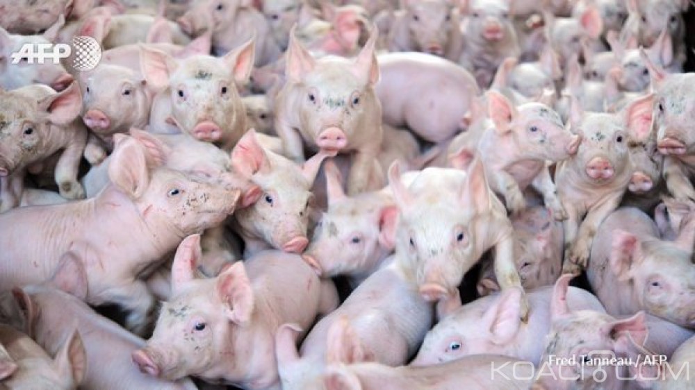 Côte d'Ivoire: Le Gouvernement adopte le PNIA II 2018-2025 d'un coût global de 11905 milliards de FCFA