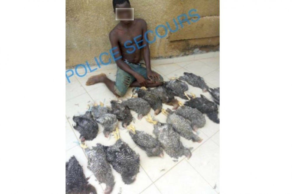 Côte d'Ivoire: Bouaké, un présumé voleur d'une dizaine de poulets mis aux arrêts