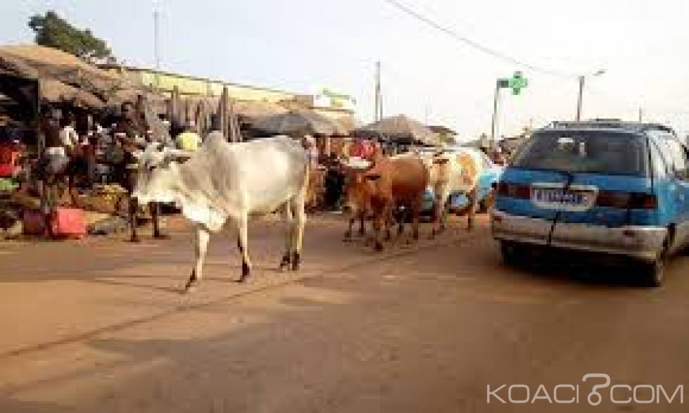 Côte d'Ivoire: Guiglo, des bœufs s'extirpent de leur enclos et créent un grave accident de la circulation