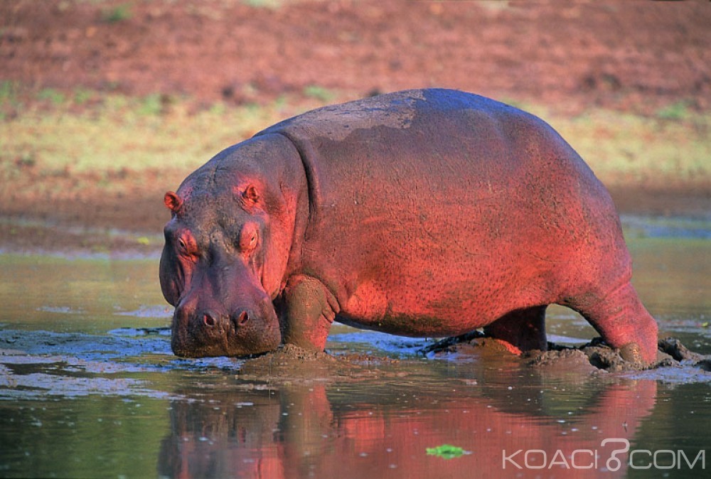 Côte d'Ivoire: Daloa, un hippopotame endommage les installations de la SODECI et cause une coupure en eau, la direction régionale à  pied d'œuvre pour soulager les populations