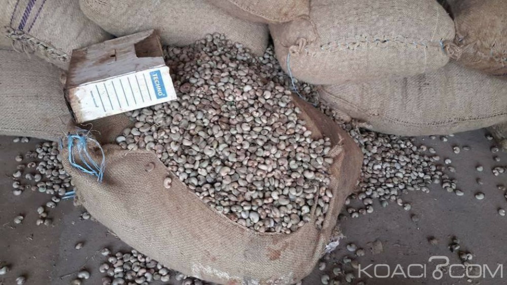 Côte d'Ivoire: Une taxe de 30 FCFA instituée sur l'exportation de noix brutes de cajou