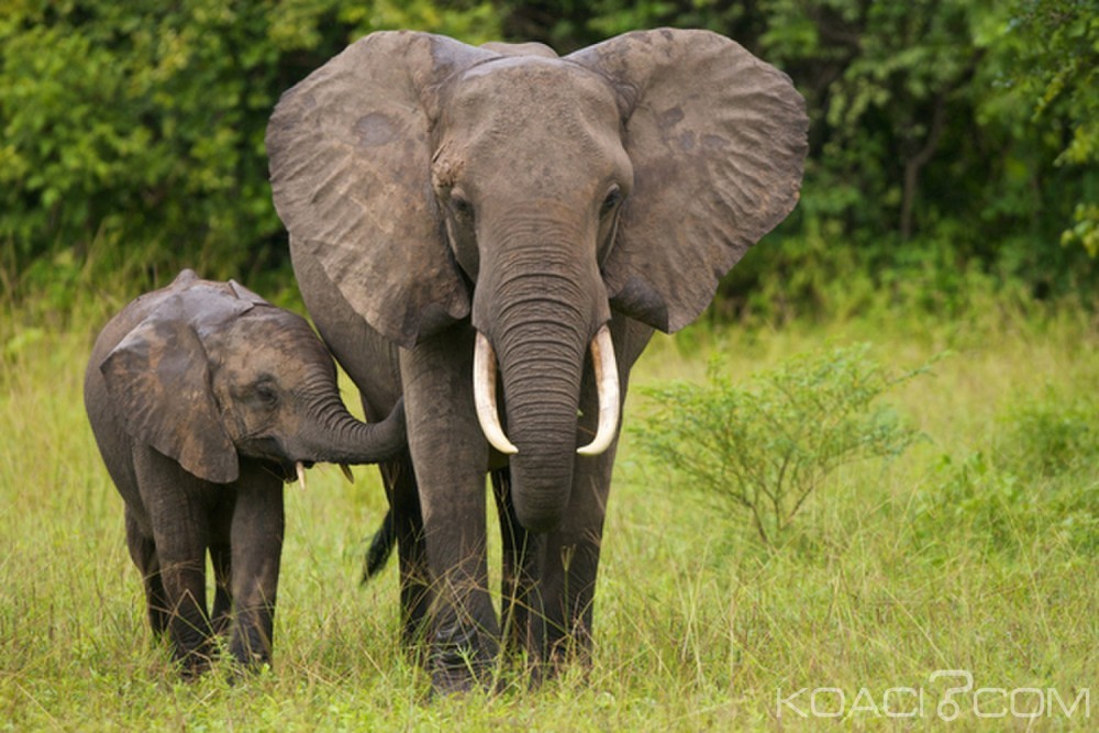 Côte d'Ivoire: Trafic d'espèces protégées, 17 trafiquants ont été mis aux arrêts cette année