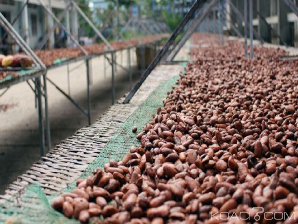 Côte d'Ivoire: Baisse de production de café, le Gouvernement fixe le prix du kilo à  750 FCFA