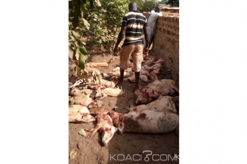 Côte d'Ivoire: Ferké, des éleveurs de porcs se sentant floués dans la mesure d'indemnisation d'abattage des bêtes, interpellent les autorités