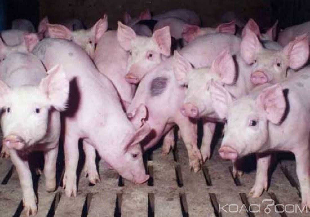 Côte d'Ivoire: Peste porcine dans le Poro et le Tchologo, 31108 porcs abattus chez 887 éleveurs indemnisés à  hauteur de 91 millions de FCFA