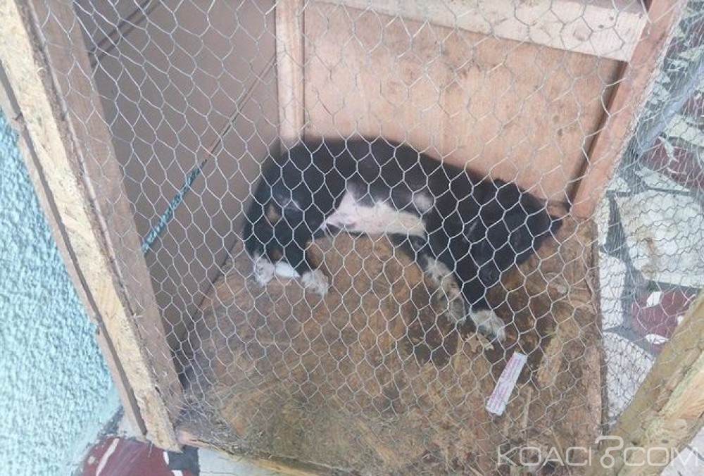 Côte d'Ivoire:  Yopougon,  vols récurrents des animaux domestiques, des propriétaires optent pour la cage