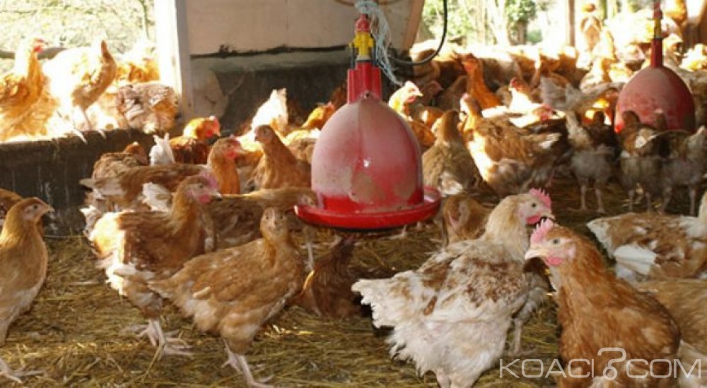 Côte d'Ivoire : Les autorités font taire la rumeur de grippe aviaire
