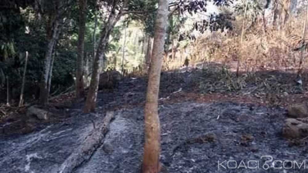 Côte d'Ivoire: Les feux de brousse ravagent l'ouest, des hectares de plantations déjà  partis en fumée